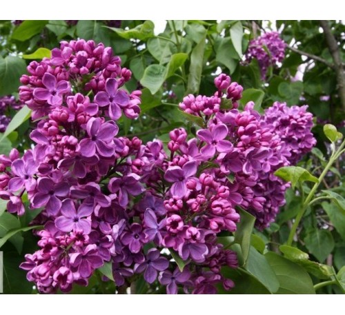 Сирень Массена (Massena) С2